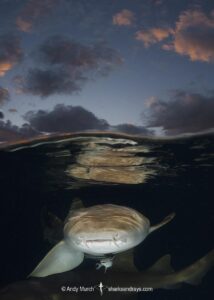 Nurse Shark, Ginglymostoma cirratum. Aka common nurse shark, South Bimini Island, Bahamas, Caribbean Sea.