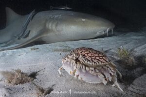 Nurse Shark, Ginglymostoma cirratum. Aka common nurse shark, South Bimini Island, Bahamas, Caribbean Sea.