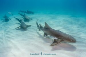Nurse Shark, Ginglymostoma cirratum. Aka common nurse shark, South Bimini Island, Bahamas, Caribbean Sea.