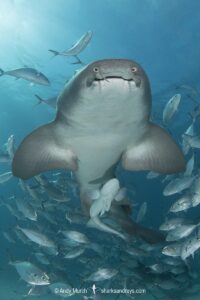 Nurse Shark, Ginglymostoma cirratum. Aka common nurse shark, Tiger Beach, Bahamas, Caribbean Sea.