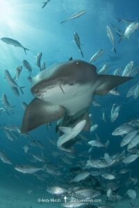 Nurse Shark, Ginglymostoma cirratum. Aka common nurse shark, Tiger Beach, Bahamas, Caribbean Sea.