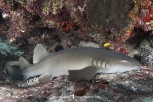 Nurse Shark, Ginglymostoma cirratum. Aka common nurse shark, Cancun, Mexico, Caribbean Sea.