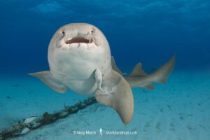 Nurse Shark, Ginglymostoma cirratum. Aka common nurse shark, Tiger Beach, Bahamas, Caribbean Sea.