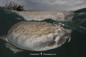 Nurse Shark, Ginglymostoma cirratum. Aka common nurse shark. Foraging for fish scraps in Hawksnest Marina, Cat Island, Bahamas, Caribbean Sea.