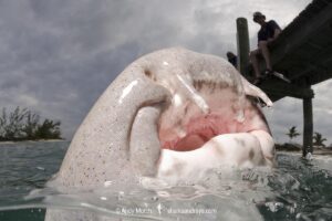 Nurse Shark, Ginglymostoma cirratum. Aka common nurse shark. Foraging for fish scraps in Hawksnest Marina, Cat Island, Bahamas, Caribbean Sea.