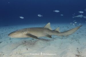 Nurse Shark, Ginglymostoma cirratum. Aka common nurse shark, South Bimini Island, Bahamas, Caribbean Sea.