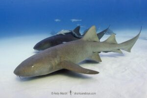 Nurse Shark, Ginglymostoma cirratum. Aka common nurse shark, South Bimini Island, Bahamas, Caribbean Sea.