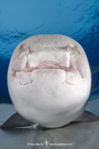 Nurse Shark, Ginglymostoma cirratum. Aka common nurse shark, Tiger Beach, Bahamas, Caribbean Sea.