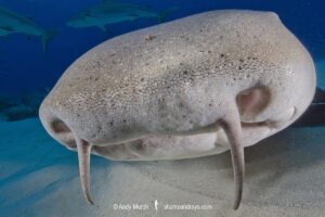 Nurse Shark, Ginglymostoma cirratum. Aka common nurse shark, Tiger Beach, Bahamas, Caribbean Sea.