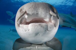 Nurse Shark, Ginglymostoma cirratum. Aka common nurse shark, Tiger Beach, Bahamas, Caribbean Sea.