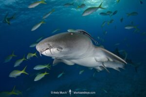 Nurse Shark, Ginglymostoma cirratum. Aka common nurse shark, Tiger Beach, Bahamas, Caribbean Sea.