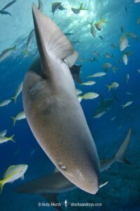 Nurse Shark, Ginglymostoma cirratum. Aka common nurse shark, Tiger Beach, Bahamas, Caribbean Sea.