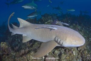Nurse Shark, Ginglymostoma cirratum. Aka common nurse shark, Tiger Beach, Bahamas, Caribbean Sea.