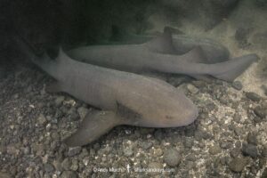 Pacific Nurse Shark, Ginglymostoma unami. Aka Unami Nurse Shark. Playa del Coco, Costa Rica, Eastern Pacific Ocean.
