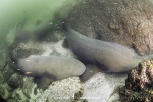 Pacific Nurse Shark, Ginglymostoma unami. Aka Unami Nurse Shark. Playa del Coco, Costa Rica, Eastern Pacific Ocean.