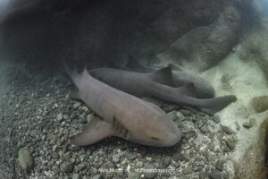 Pacific Nurse Shark, Ginglymostoma unami. Aka Unami Nurse Shark. Playa del Coco, Costa Rica, Eastern Pacific Ocean.