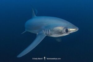 Pelagic Thresher Shark, Alopias pelagicus. Aka smalltooth thresher or fox shark. Monad Shoal, Malapascua Island, Cebu, Philippines, Visayan Sea.