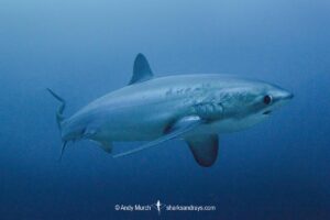 Pelagic Thresher Shark, Alopias pelagicus. Aka smalltooth thresher or fox shark. Monad Shoal, Malapascua Island, Cebu, Philippines, Visayan Sea.