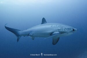 Pelagic Thresher Shark, Alopias pelagicus. Aka smalltooth thresher or fox shark. Monad Shoal, Malapascua Island, Cebu, Philippines, Visayan Sea.
