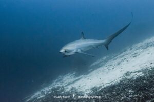 Pelagic Thresher Shark, Alopias pelagicus. Aka smalltooth thresher or fox shark. Monad Shoal, Malapascua Island, Cebu, Philippines, Visayan Sea.