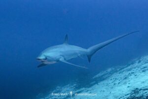 Pelagic Thresher Shark, Alopias pelagicus. Aka smalltooth thresher or fox shark. Monad Shoal, Malapascua Island, Cebu, Philippines, Visayan Sea.