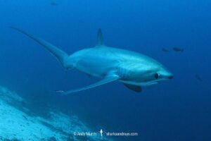 Pelagic Thresher Shark, Alopias pelagicus. Aka smalltooth thresher or fox shark. Monad Shoal, Malapascua Island, Cebu, Philippines, Visayan Sea.