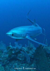 Pelagic Thresher Shark, Alopias pelagicus. Aka smalltooth thresher or fox shark. Monad Shoal, Malapascua Island, Cebu, Philippines, Visayan Sea.
