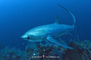 Pelagic Thresher Shark, Alopias pelagicus. Aka smalltooth thresher or fox shark. Monad Shoal, Malapascua Island, Cebu, Philippines, Visayan Sea.
