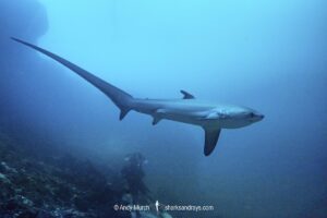 Pelagic Thresher Shark, Alopias pelagicus. Aka smalltooth thresher or fox shark. Monad Shoal, Malapascua Island, Cebu, Philippines, Visayan Sea.
