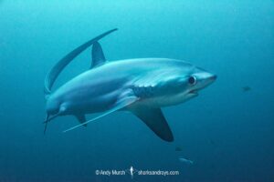 Pelagic Thresher Shark, Alopias pelagicus. Aka smalltooth thresher or fox shark. Monad Shoal, Malapascua Island, Cebu, Philippines, Visayan Sea.