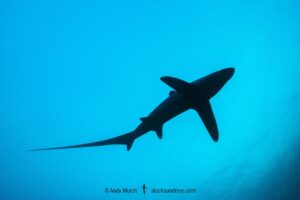 Pelagic Thresher Shark, Alopias pelagicus. Aka smalltooth thresher or fox shark. Monad Shoal, Malapascua Island, Cebu, Philippines, Visayan Sea.