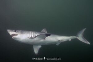 Porbeagle Shark, Lamna nasus, Bay of Fundy, New Brunswick, Canada, Atlantic Ocean.