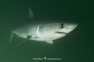 Porbeagle Shark, Lamna nasus, Bay of Fundy, New Brunswick, Canada, Atlantic Ocean.