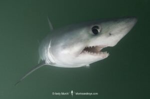 Porbeagle Shark, Lamna nasus, Bay of Fundy, New Brunswick, Canada, Atlantic Ocean.