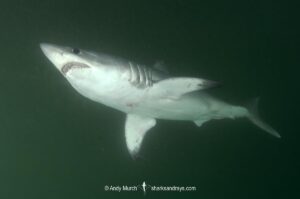 Porbeagle Shark, Lamna nasus, Bay of Fundy, New Brunswick, Canada, Atlantic Ocean.