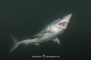 Porbeagle Shark, Lamna nasus, Bay of Fundy, New Brunswick, Canada, Atlantic Ocean.