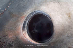Porbeagle Shark Eye