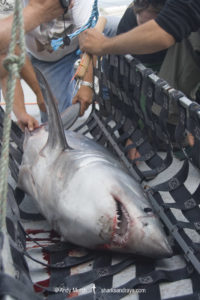Porbeagle Shark Tagging