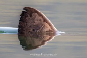 Salmon Shark, Lamna ditropis, Port Fidalgo, Prince William Sound, Alaska, North Pacific Ocean.