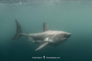 Salmon Shark, Lamna ditropis, Port Fidalgo, Prince William Sound, Alaska, North Pacific Ocean.