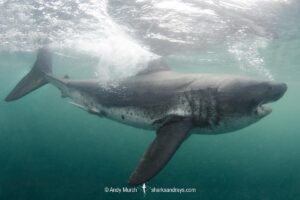 Salmon Shark, Lamna ditropis, Port Fidalgo, Prince William Sound, Alaska, North Pacific Ocean.