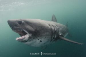 Salmon Shark, Lamna ditropis, Port Fidalgo, Prince William Sound, Alaska, North Pacific Ocean.