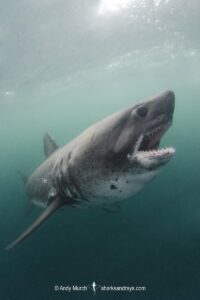 Salmon Shark, Lamna ditropis, Port Fidalgo, Prince William Sound, Alaska, North Pacific Ocean.