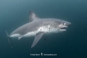 Salmon Shark, Lamna ditropis, Port Fidalgo, Prince William Sound, Alaska, North Pacific Ocean.