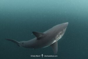 Salmon Shark, Lamna ditropis, Port Fidalgo, Prince William Sound, Alaska, North Pacific Ocean.