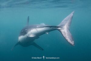 Salmon Shark, Lamna ditropis, Port Fidalgo, Prince William Sound, Alaska, North Pacific Ocean.