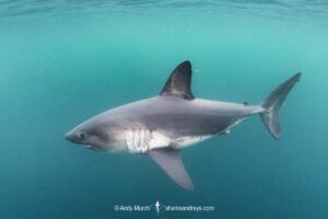 Salmon Shark, Lamna ditropis, Port Fidalgo, Prince William Sound, Alaska, North Pacific Ocean.