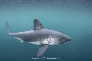 Salmon Shark, Lamna ditropis, Port Fidalgo, Prince William Sound, Alaska, North Pacific Ocean.