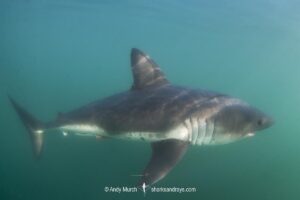 Salmon Shark, Lamna ditropis, Port Fidalgo, Prince William Sound, Alaska, North Pacific Ocean.