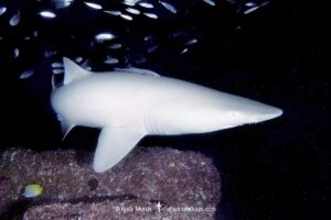 Albino or leucistic Sandtiger Shark (Carcharias taurus). Aka grey nurse shark or raggedtooth shark. Fish Rock, NSW, Australia, South Pacific Ocean.